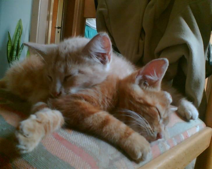 Huskat Bjæver **Bortgivet** - Bjæver og Grisling ;D Bjæver den øverste! billede 2