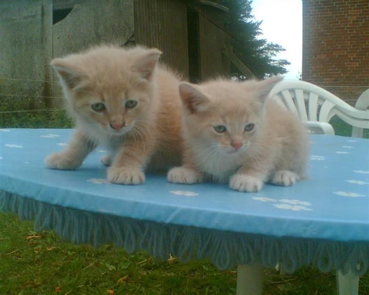 Huskat Bjæver **Bortgivet** - Han er den til venstre, altså den største ;D billede 3