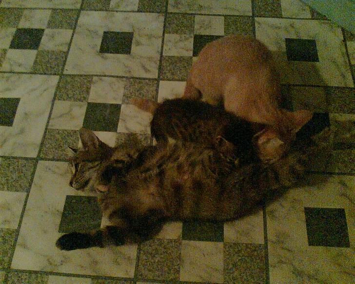 Huskat Bjæver **Bortgivet** - Ejj, det store dyr er da lidt grådigt!!  billede 4