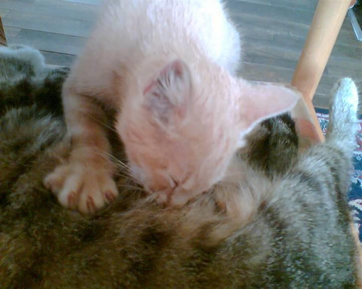 Huskat Bjæver **Bortgivet** - Nammenam! billede 5