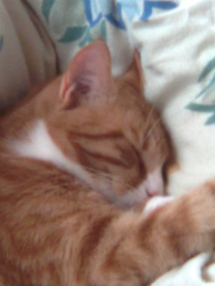 Huskat Power (Putte) billede 15