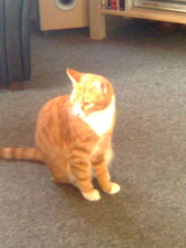 Huskat Power (Putte) billede 16