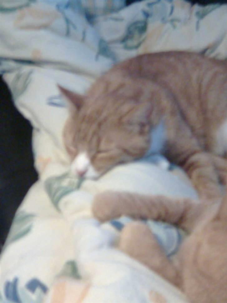 Huskat Power (Putte) billede 17