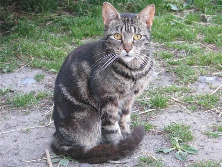 Huskat Vildmissekat billede 1