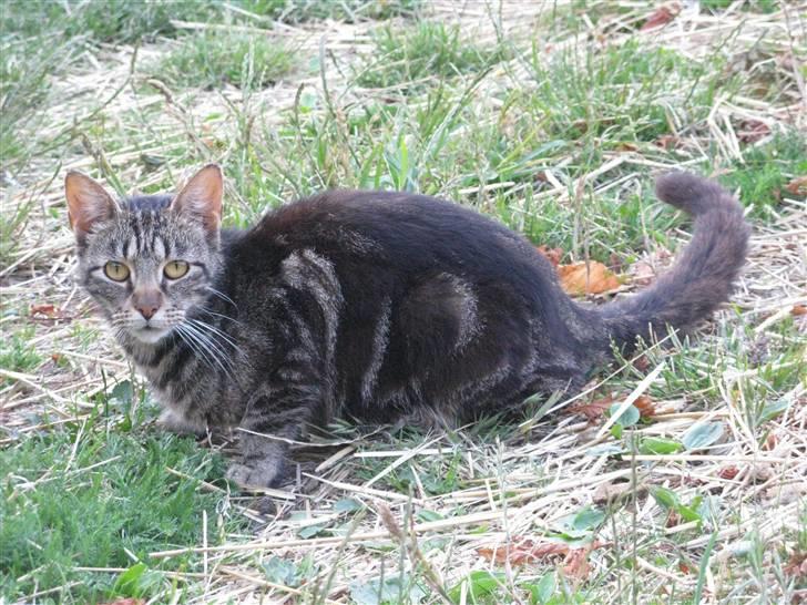 Huskat Vildmissekat billede 2