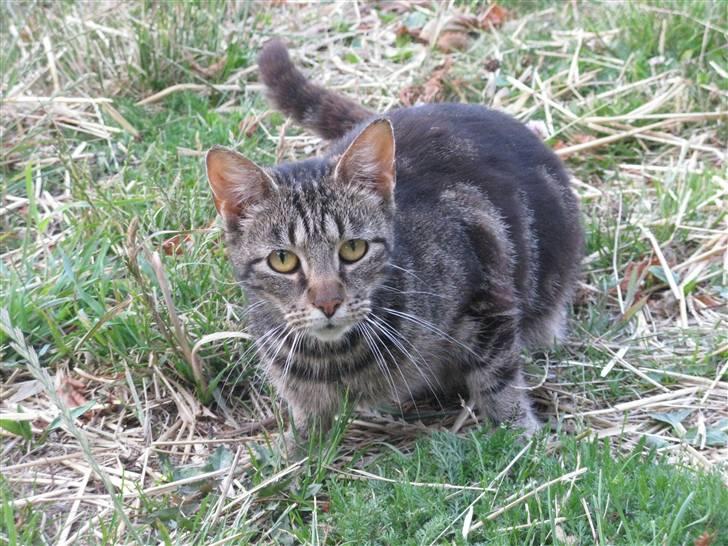 Huskat Vildmissekat billede 3