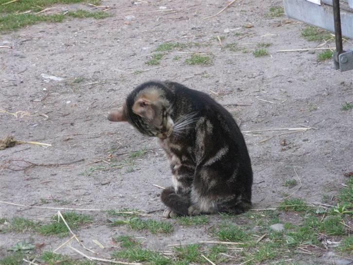 Huskat Vildmissekat billede 4