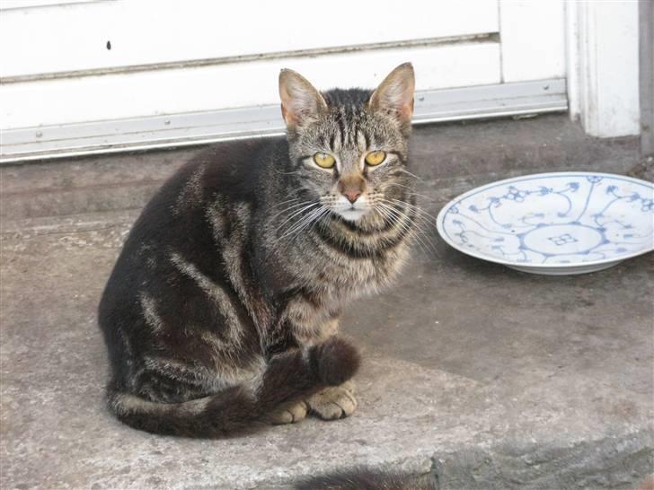 Huskat Vildmissekat billede 5