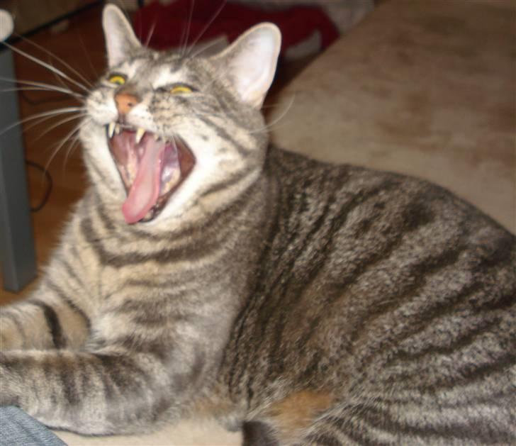 Huskat Hilda. R.I.P - Er du træt lille Hilda?? billede 8