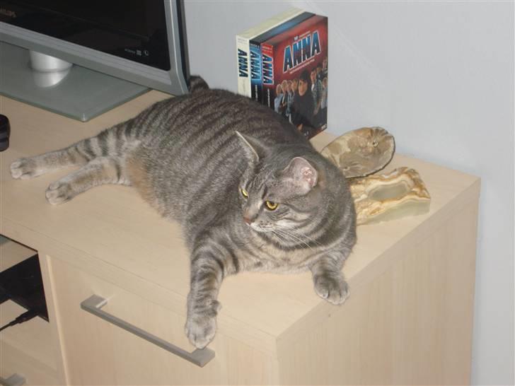 Huskat Hilda. R.I.P - Der er da ingen der opdager at jeg ligger her.. Tror du? billede 9