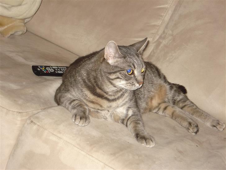 Huskat Hilda. R.I.P - Jeg elsker at ligge og se fjernsyn... Hihi, og de kan slet ikke finde fjerbetjeningen !! billede 10