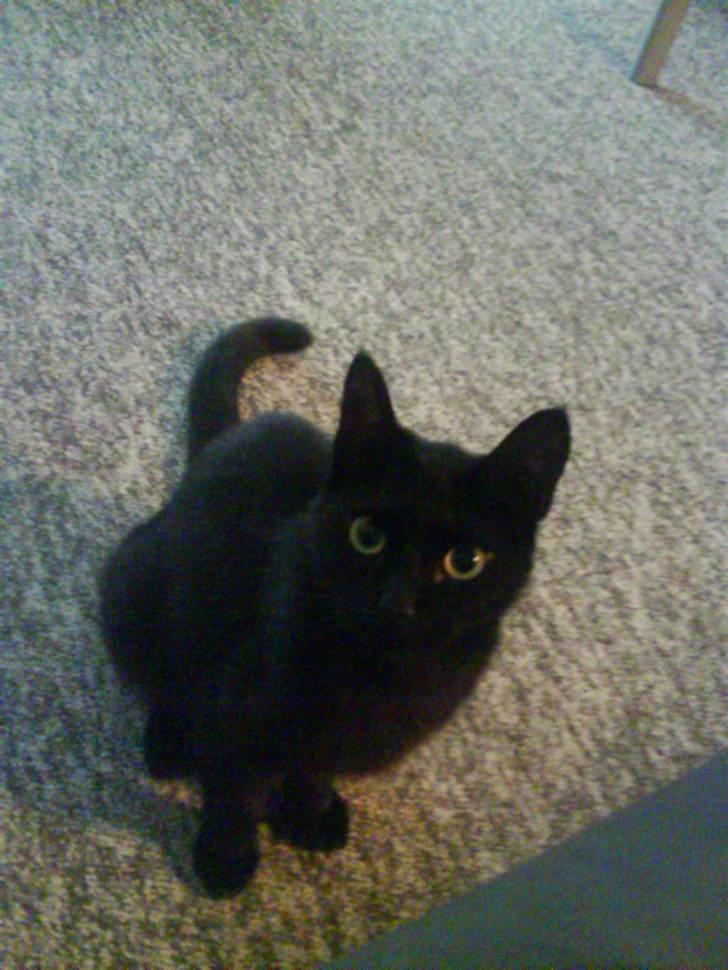 Huskat pjuske *R.I.P* - hvad det du har der :) billede 8