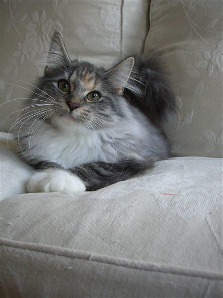 Norsk Skovkat IP DK*Cayica's Muraco Achal - 20 uger gammel billede 10