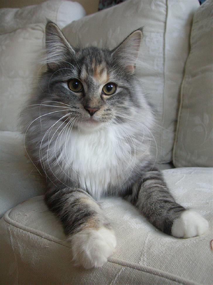 Norsk Skovkat IP DK*Cayica's Muraco Achal - 20 uger gammel billede 11