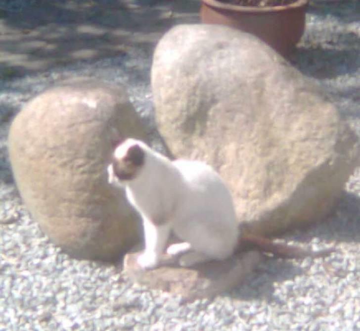 Blanding af racer Lillebror (R.I.P) - sidder ude ved stenene billede 1