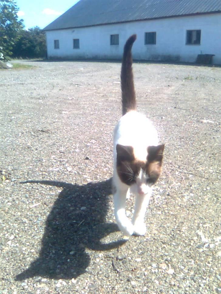 Blanding af racer Lillebror (R.I.P) - hvad er det :D billede 2