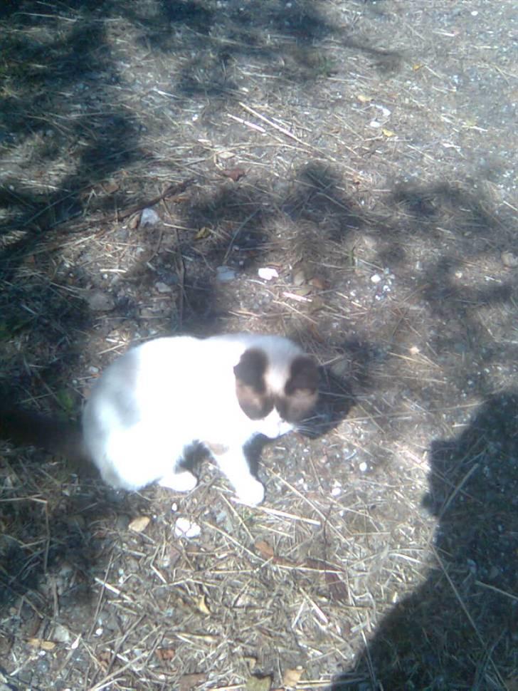 Blanding af racer Lillebror (R.I.P) - fLOT KAT billede 3