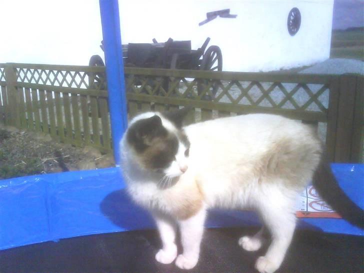 Blanding af racer Lillebror (R.I.P) - Hopper på trampolin billede 4