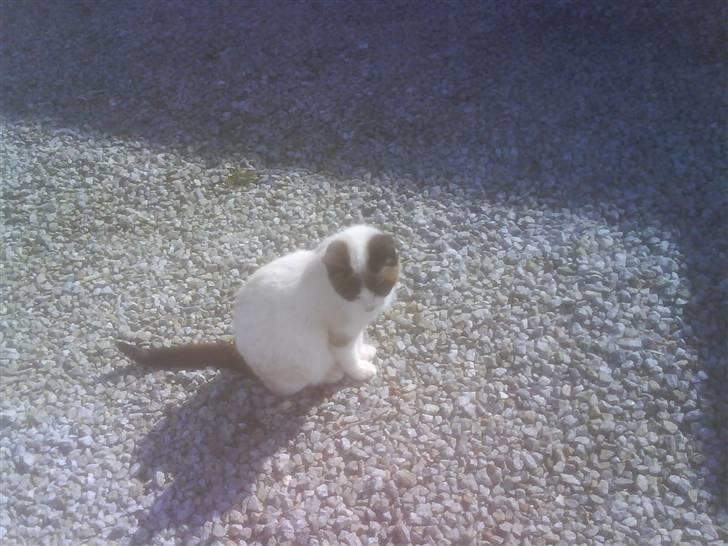 Blanding af racer Lillebror (R.I.P) - Er jeg ik pæn giv lige en høj til miig :) billede 5