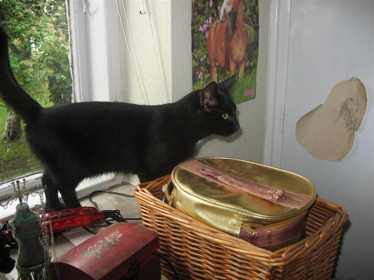 Huskat Mille billede 1