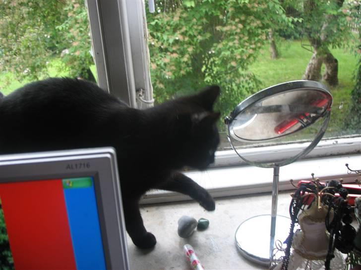 Huskat Mille billede 2