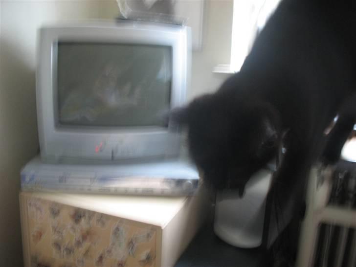 Huskat Mille billede 3