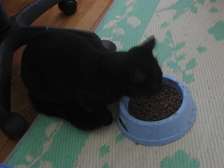 Huskat Mille billede 4