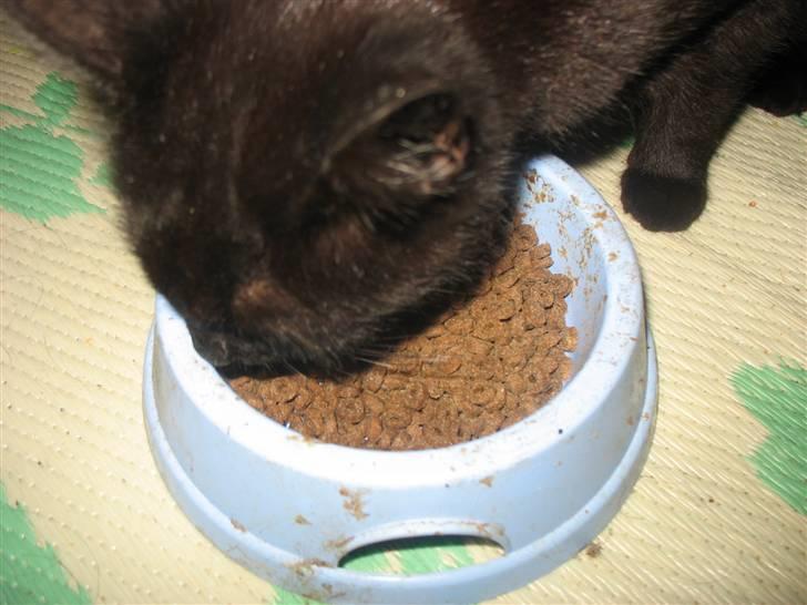 Huskat Mille billede 5