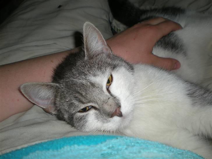 Blanding af racer Bette My Solgt :-( billede 9