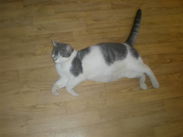 Blanding af racer Bette My Solgt :-( billede 10