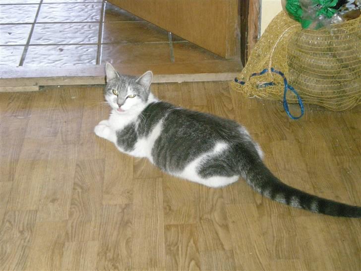 Blanding af racer Bette My Solgt :-( billede 11