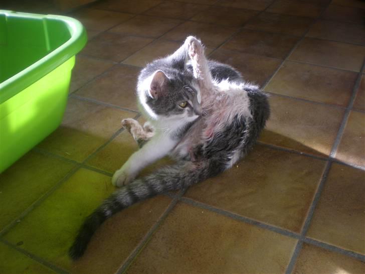 Blanding af racer Bette My Solgt :-( billede 12