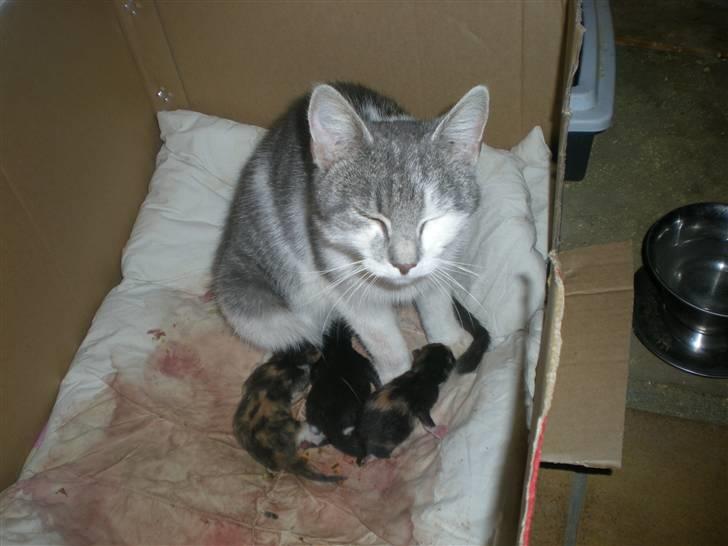 Blanding af racer Bette My Solgt :-( billede 13