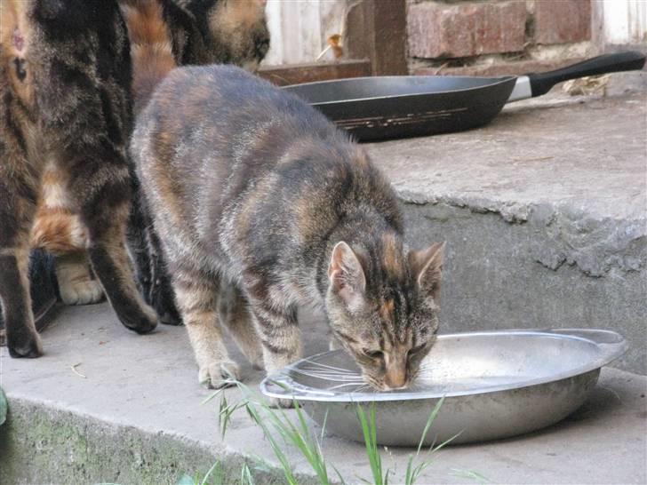 Huskat Vilddyret † R.I.P † - Velkommen til Vildyrets profil ;D billede 1