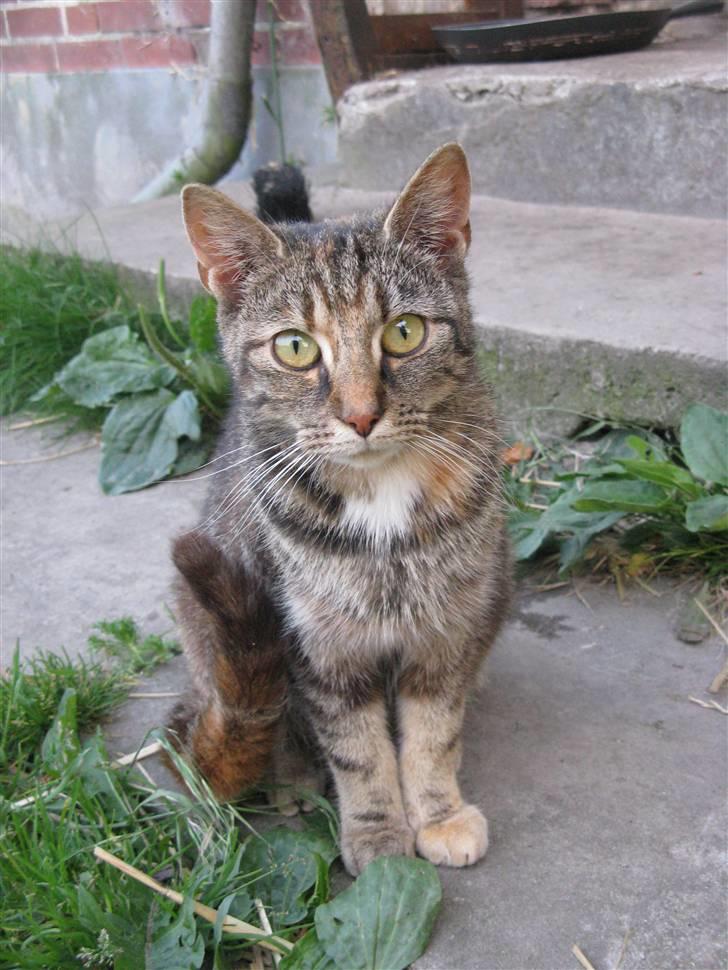 Huskat Vilddyret † R.I.P † - Nøj, hvor kan man stirre!! billede 2