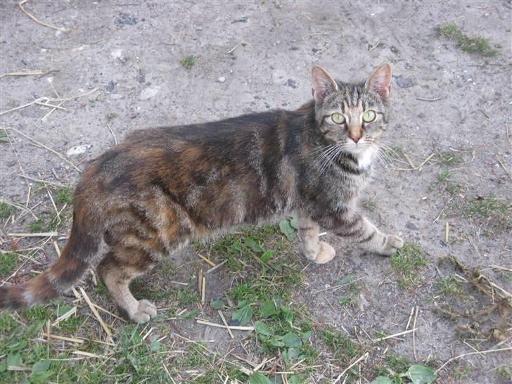 Huskat Vilddyret † R.I.P † billede 3