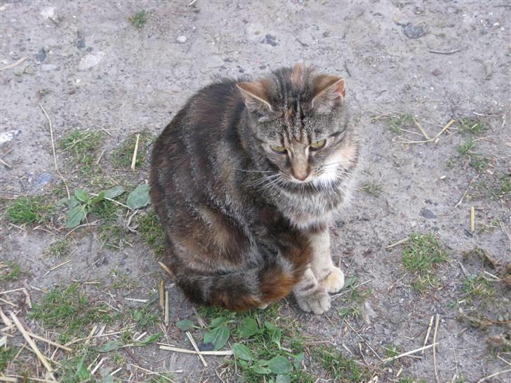 Huskat Vilddyret † R.I.P † billede 4