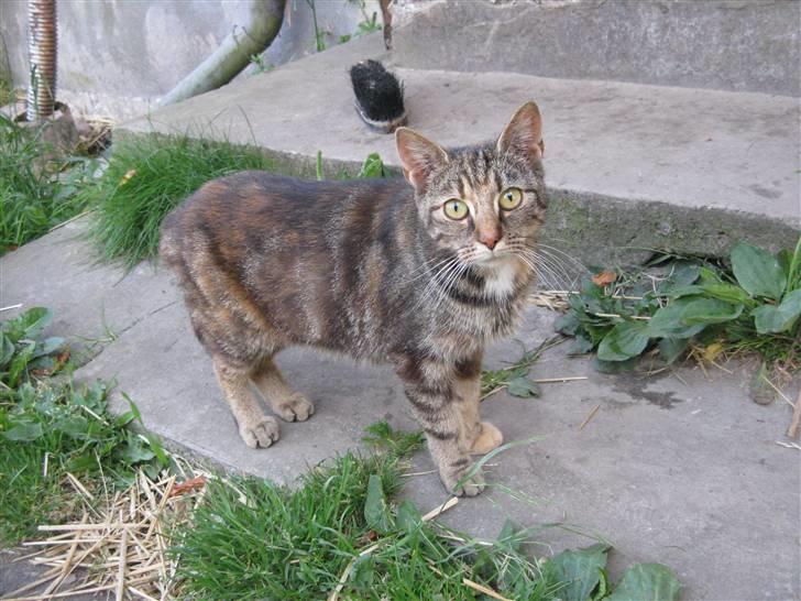 Huskat Vilddyret † R.I.P † billede 5