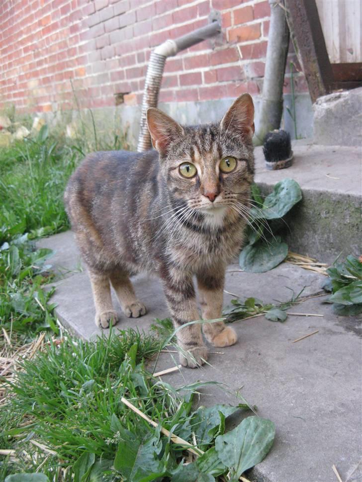 Huskat Vilddyret † R.I.P † billede 6