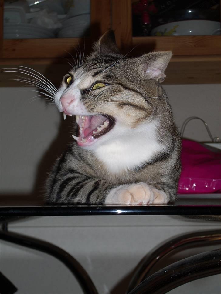 Huskat Pelle  - 1*/NYT/ Velkommen til Pelle-Fyrens profil :D<3 GaaB fra Ham? billede 1