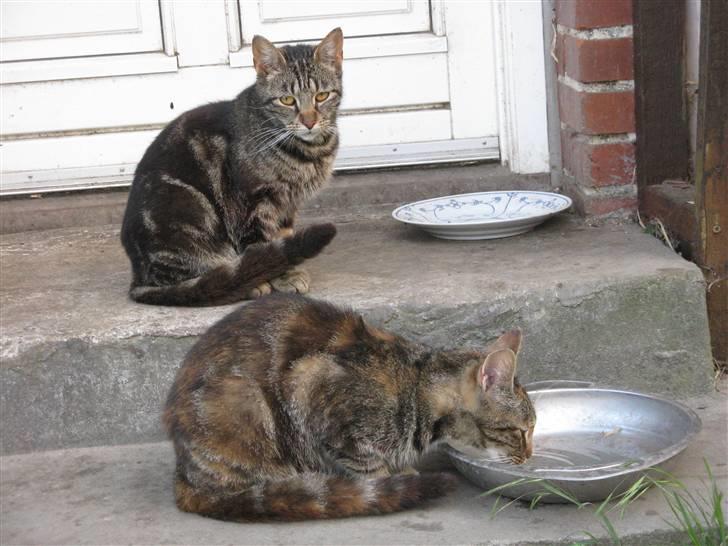 Huskat Vilddyret † R.I.P † billede 7