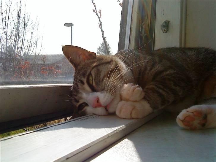 Huskat Pelle  - 2*Pelle sover rigtig godt når han endelig falder til ro´ hehe foto.min mig billede 2