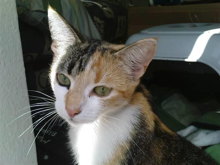 Huskat Amili (Mille) billede 17