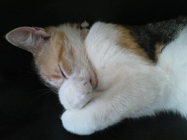 Huskat Amili (Mille) billede 18