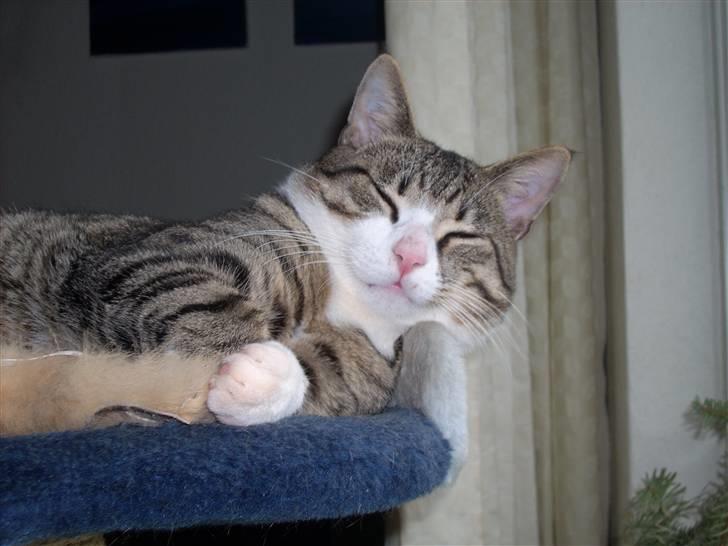 Huskat Pelle  - 3*/NYT/ Delle-Fyren sover sødt ´-_-´ Mauui Mauui ´-_-´ Fotograf-Minna(Som er mig) billede 3