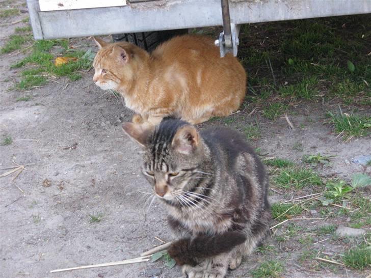 Huskat Vildmissekat billede 7