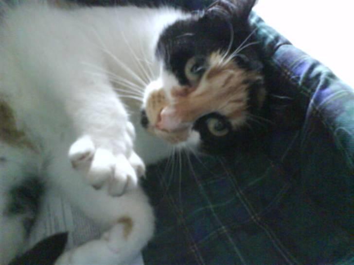 Blanding af racer nille <"33 R.I.P - se lige mig... billede 1