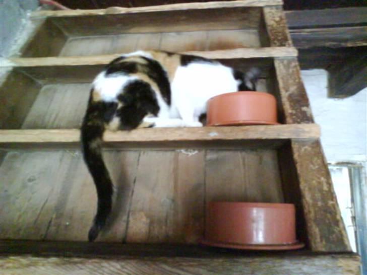 Blanding af racer nille <"33 R.I.P billede 2