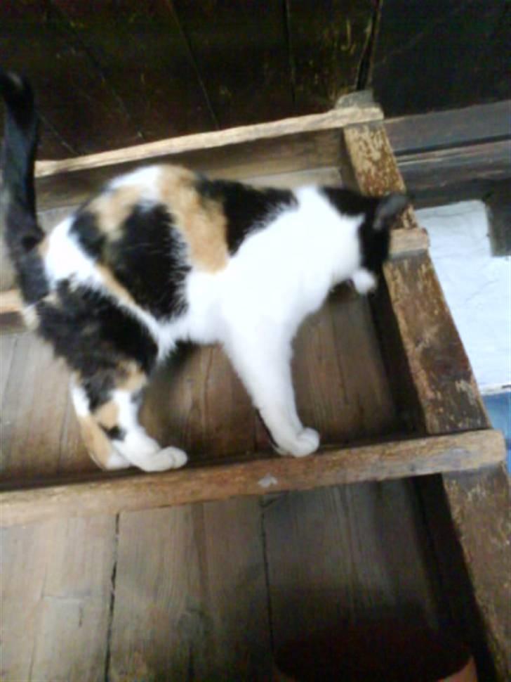 Blanding af racer nille <"33 R.I.P billede 3