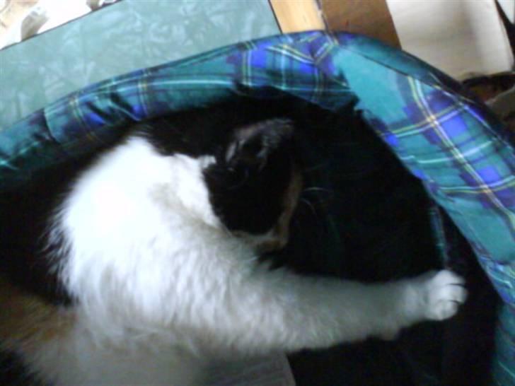 Blanding af racer nille <"33 R.I.P billede 4